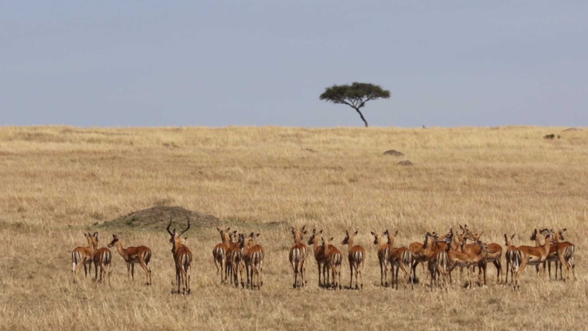 Masai Mara - Impala