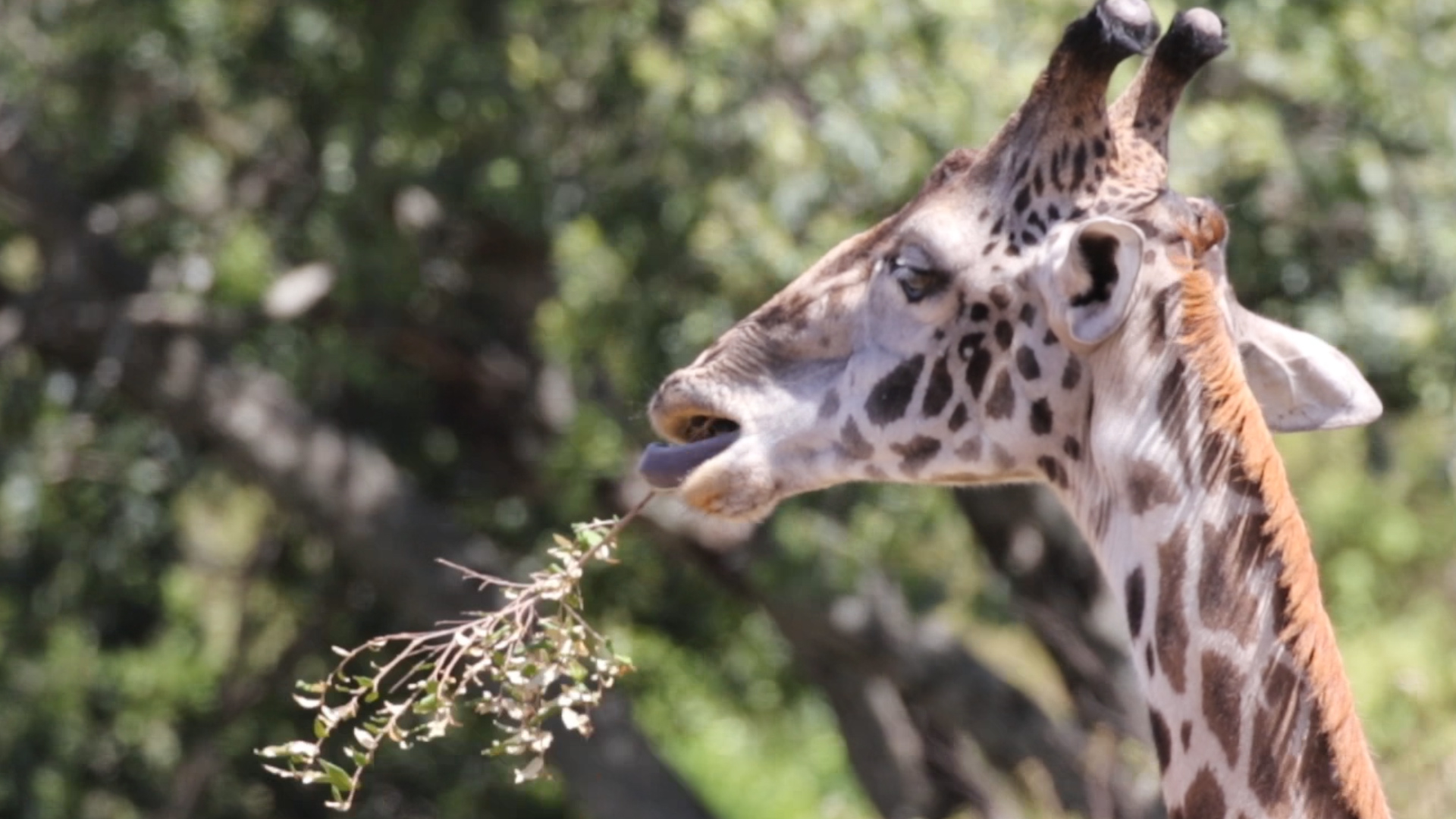 Masai Mara - Giraffe