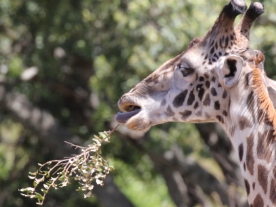Masai Mara - Giraffe