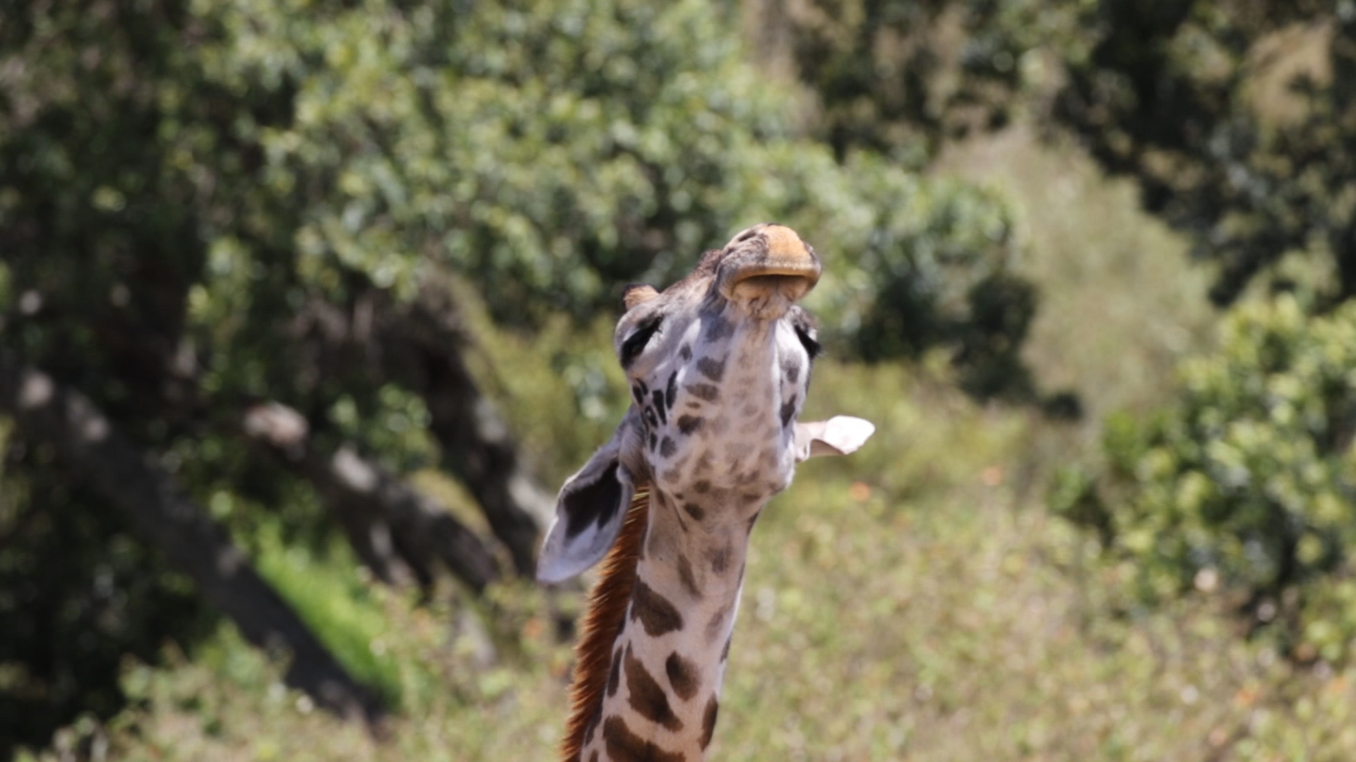 Masai Mara - Giraffe II