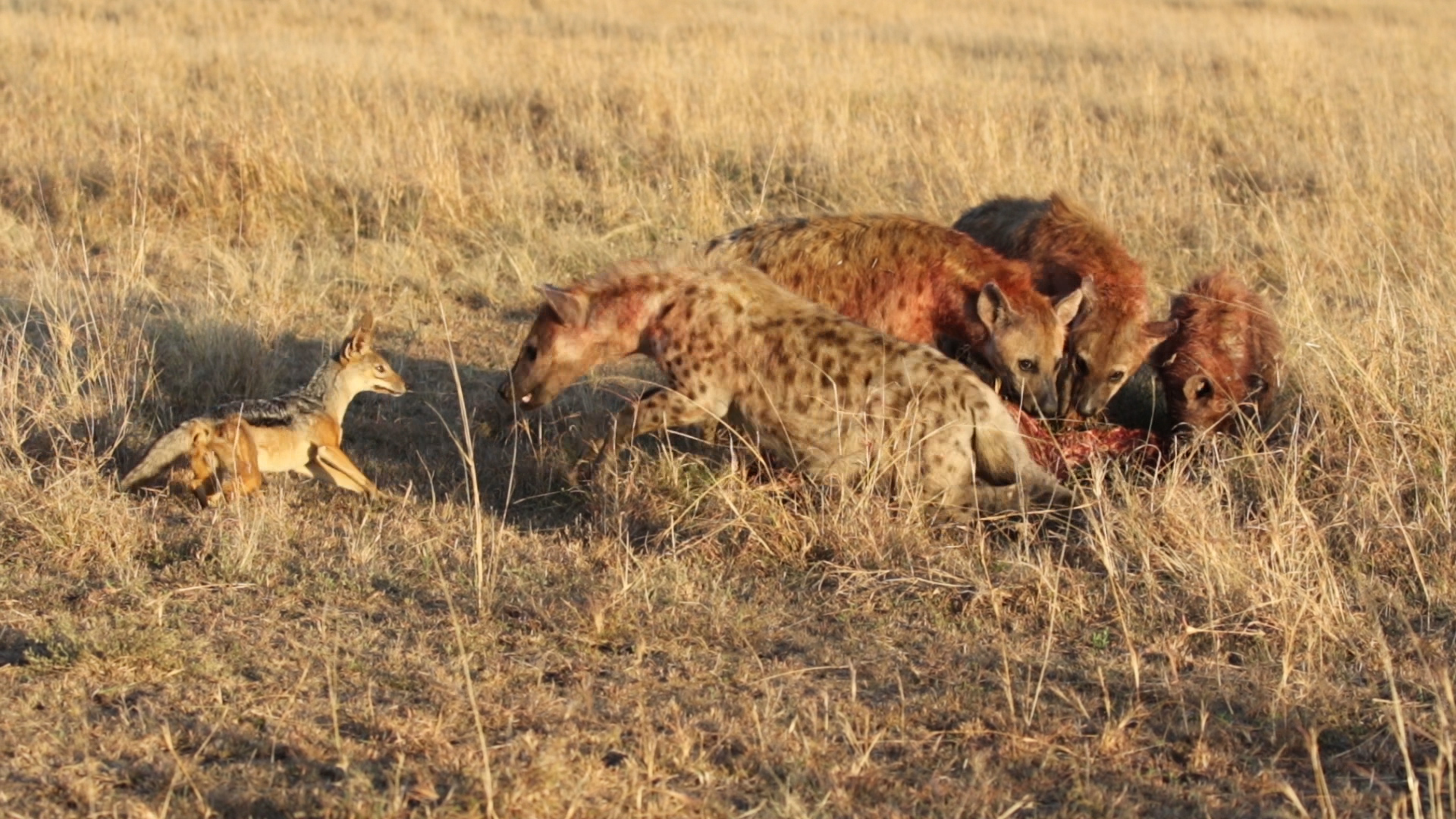 Masai Mara - Hyänen