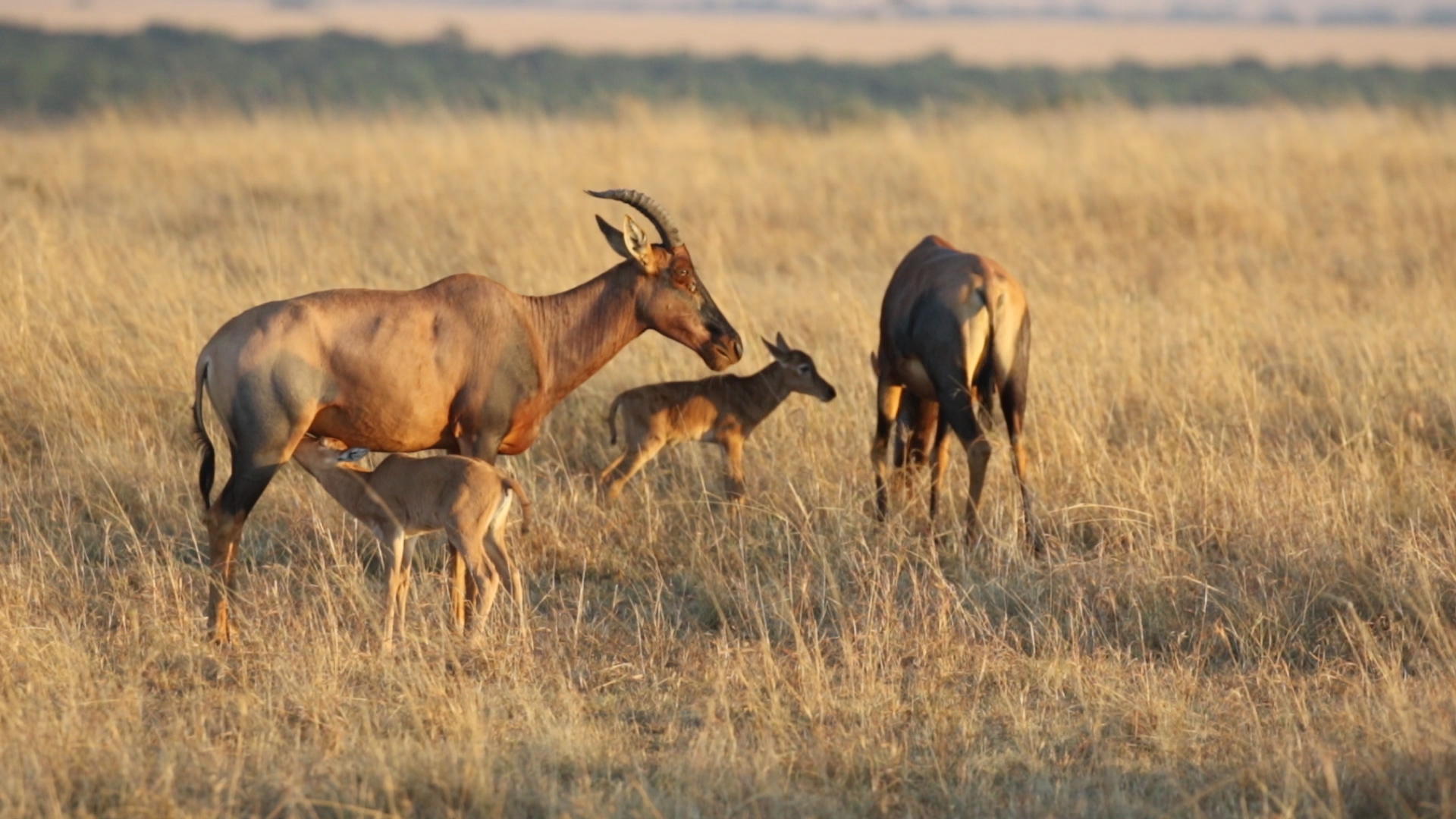 Masai Mara  - Topi