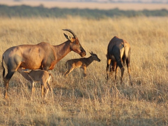 Masai Mara  - Topi