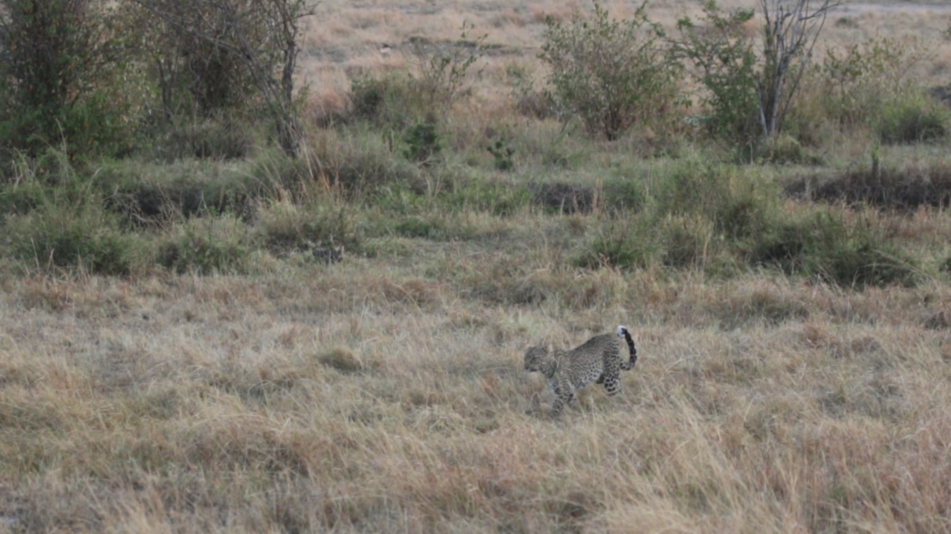 Masai Mara - Leopard