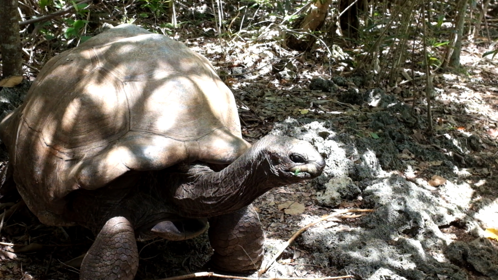 Aldabra - Riesenschildkröte - Mauritius