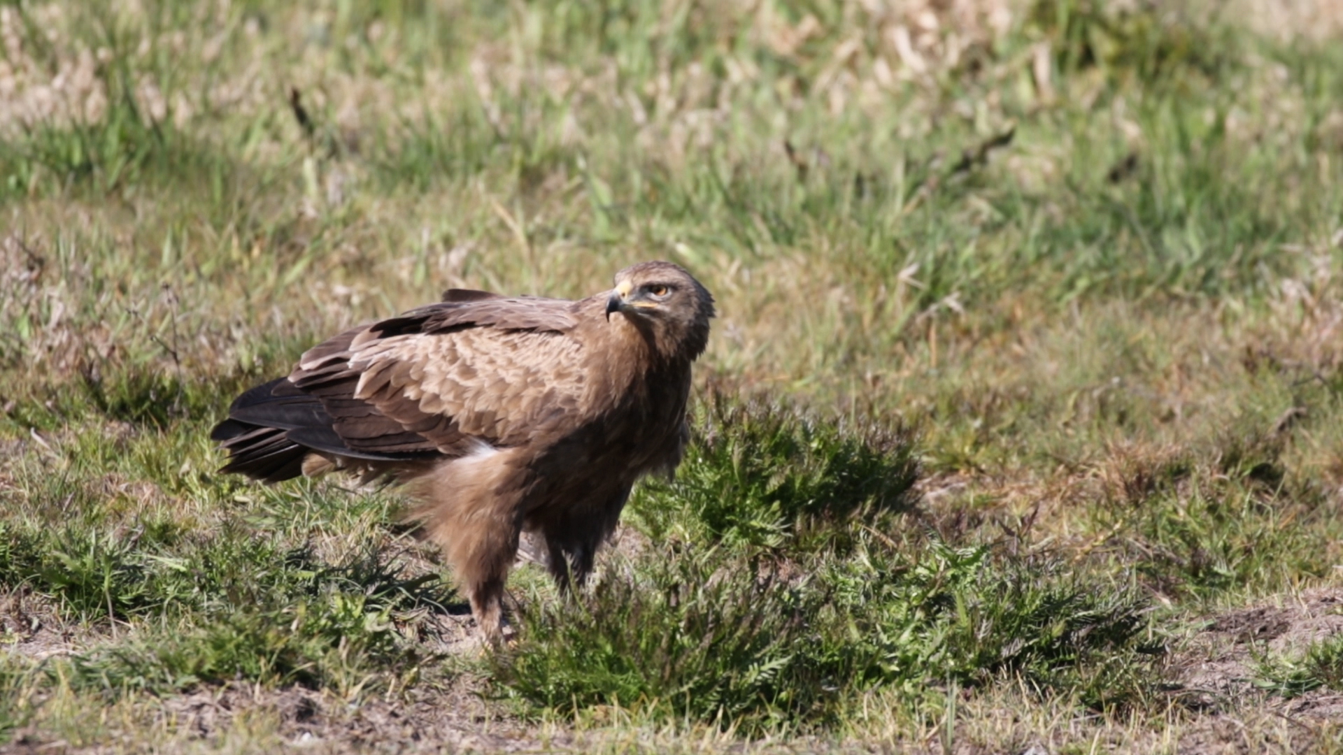 Schreiadler