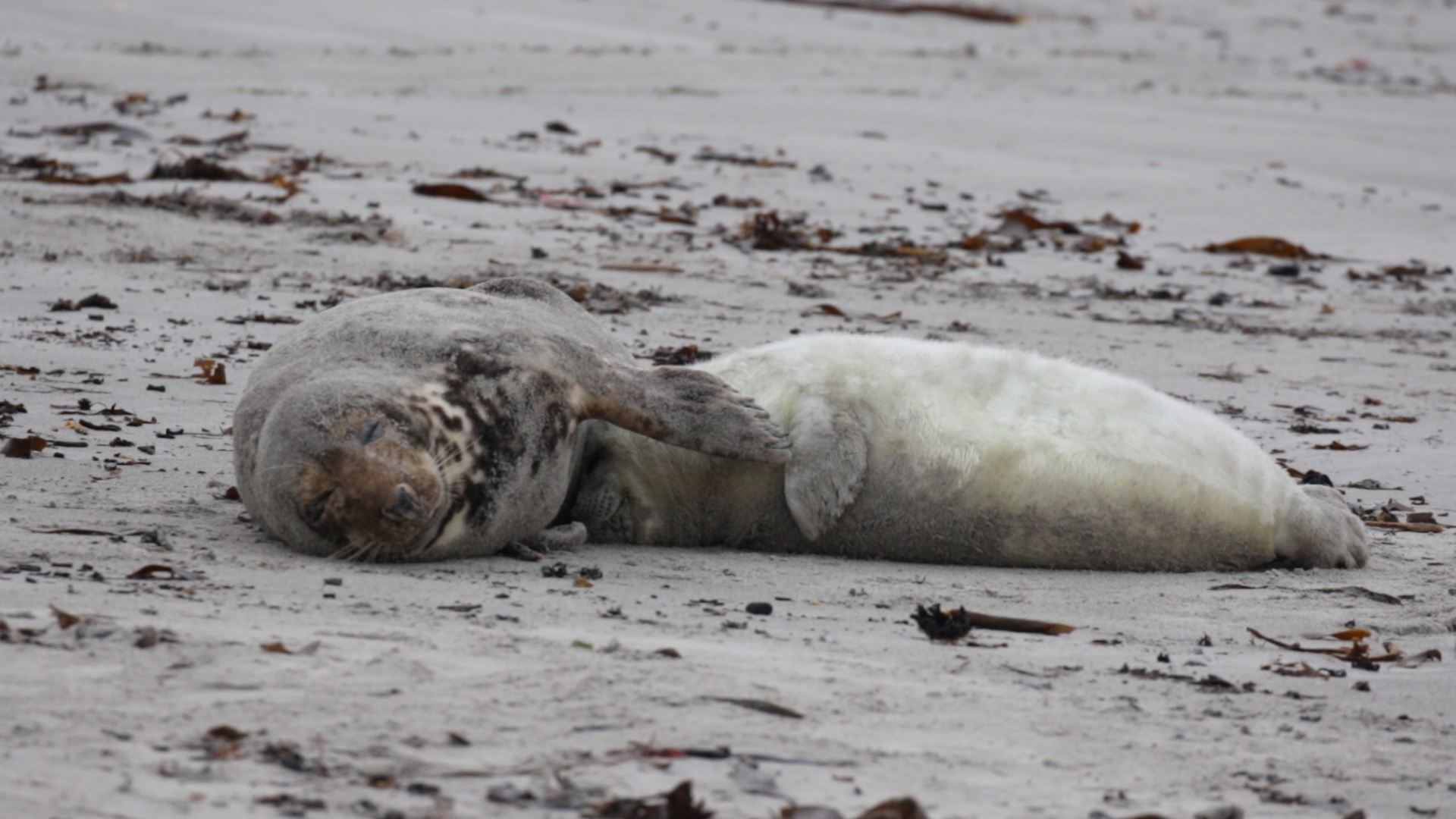 Helgoland im Dezember 2019 - 3