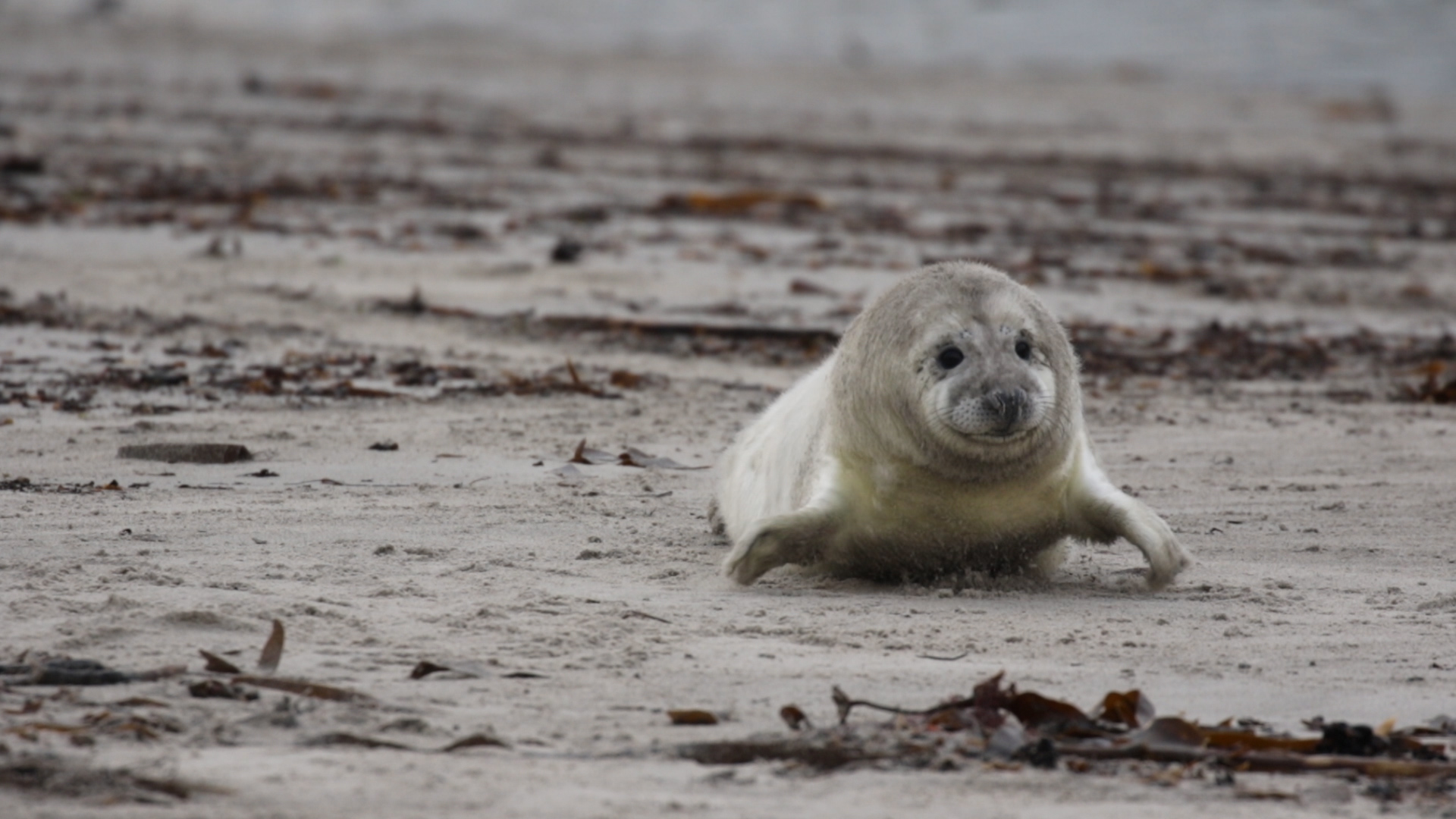 Helgoland im Dezember 2019 - 4