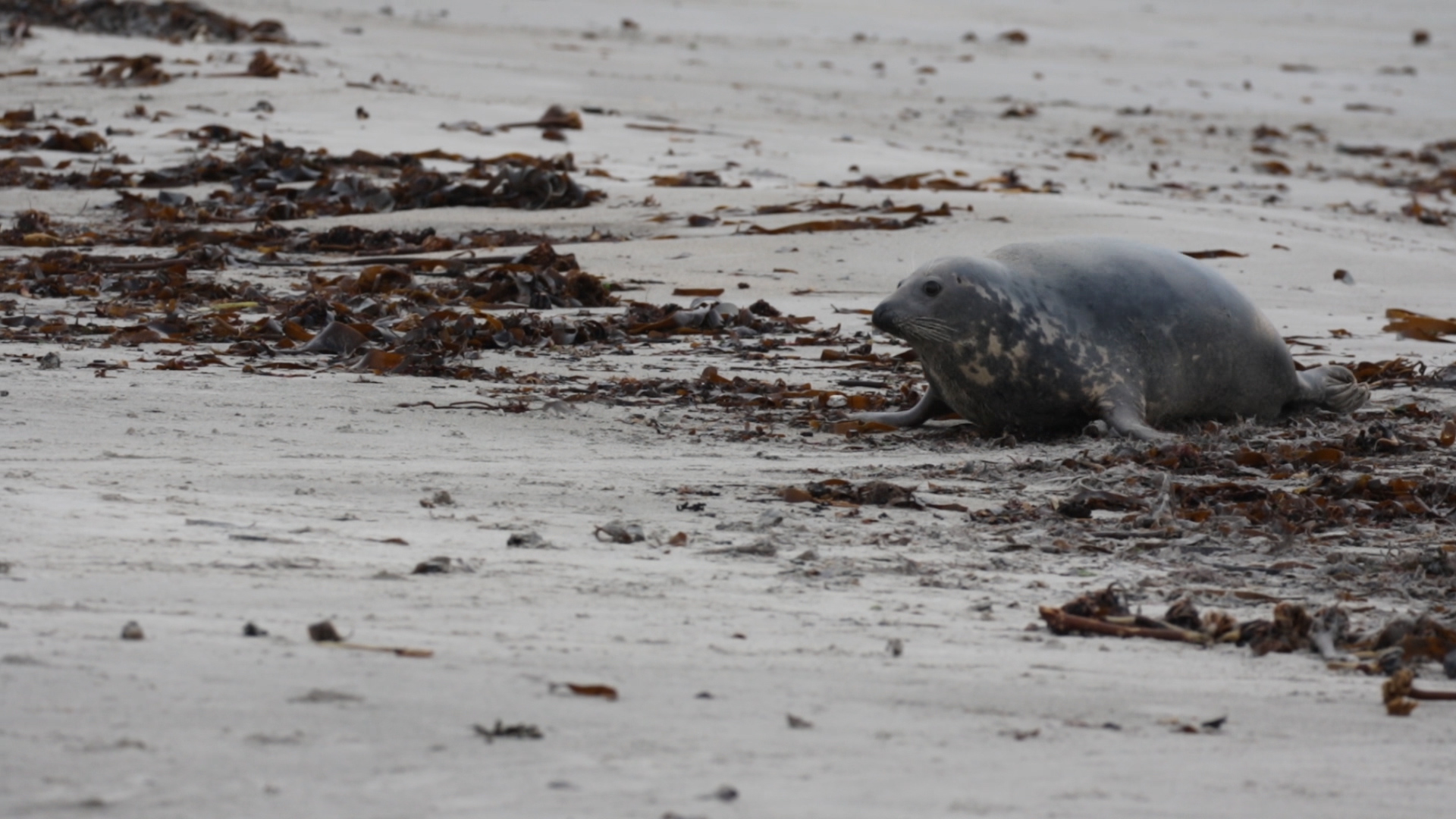 Helgoland im Dezember - 5