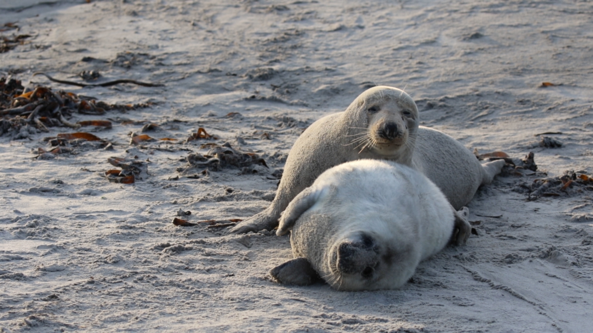 Helgoland im Dezember 2019 - 6