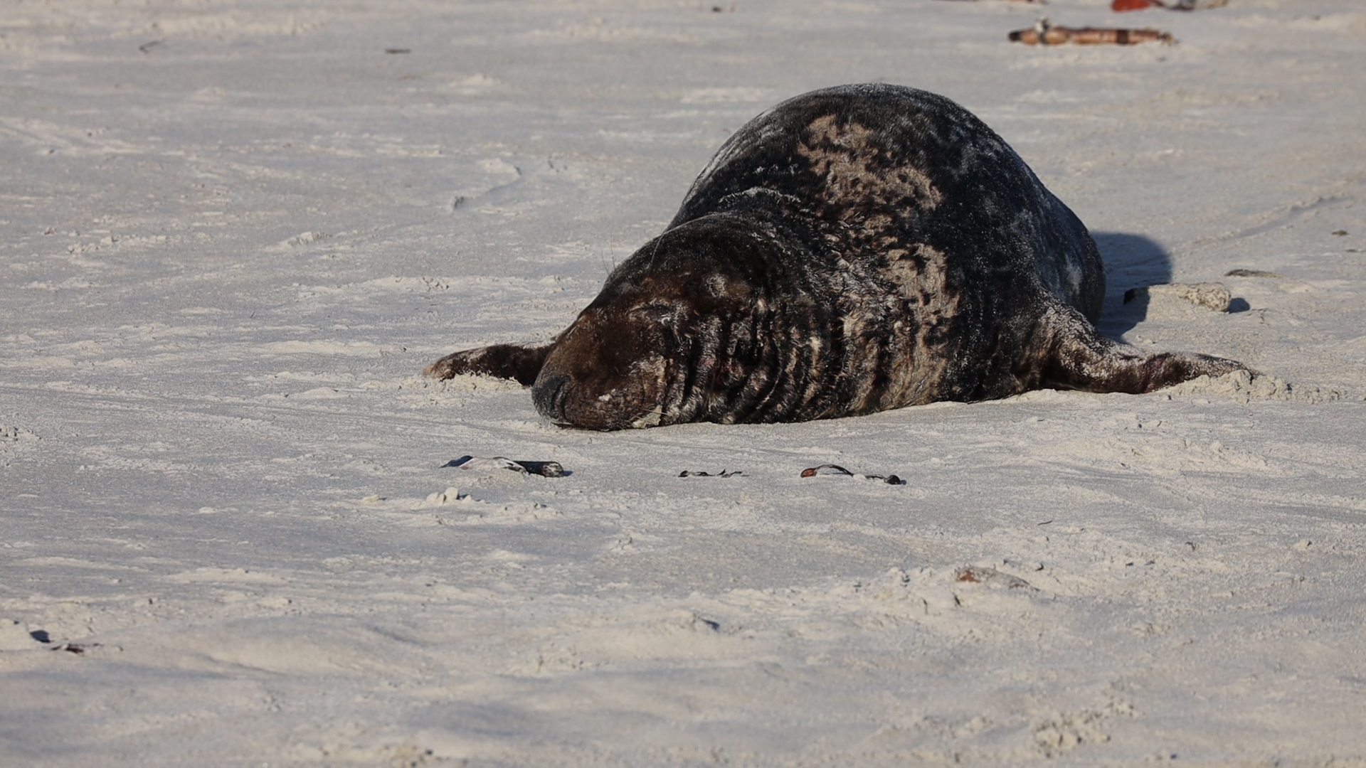 Helgoland im Dezember 2019 -8