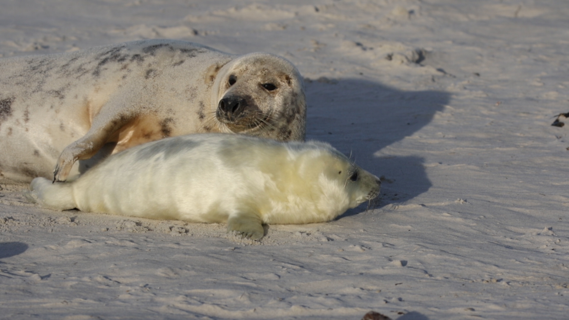 Helgoland im Dezember 2019 -12