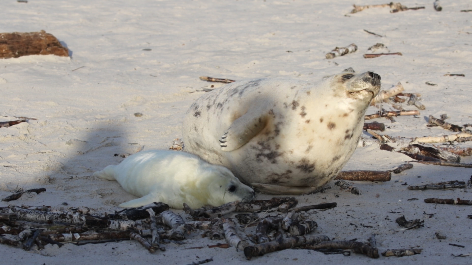 Helgoland im Dezember 2019 -13