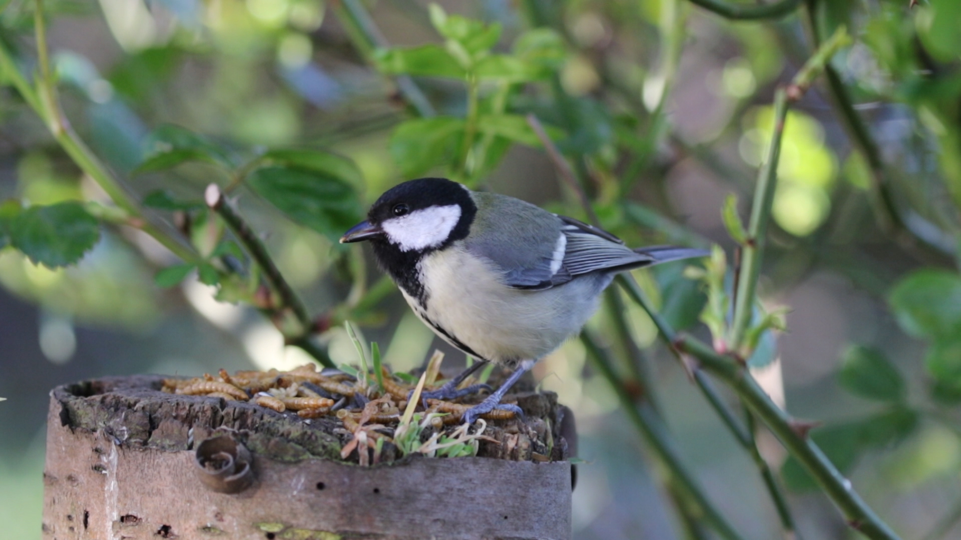 Meise im Garten