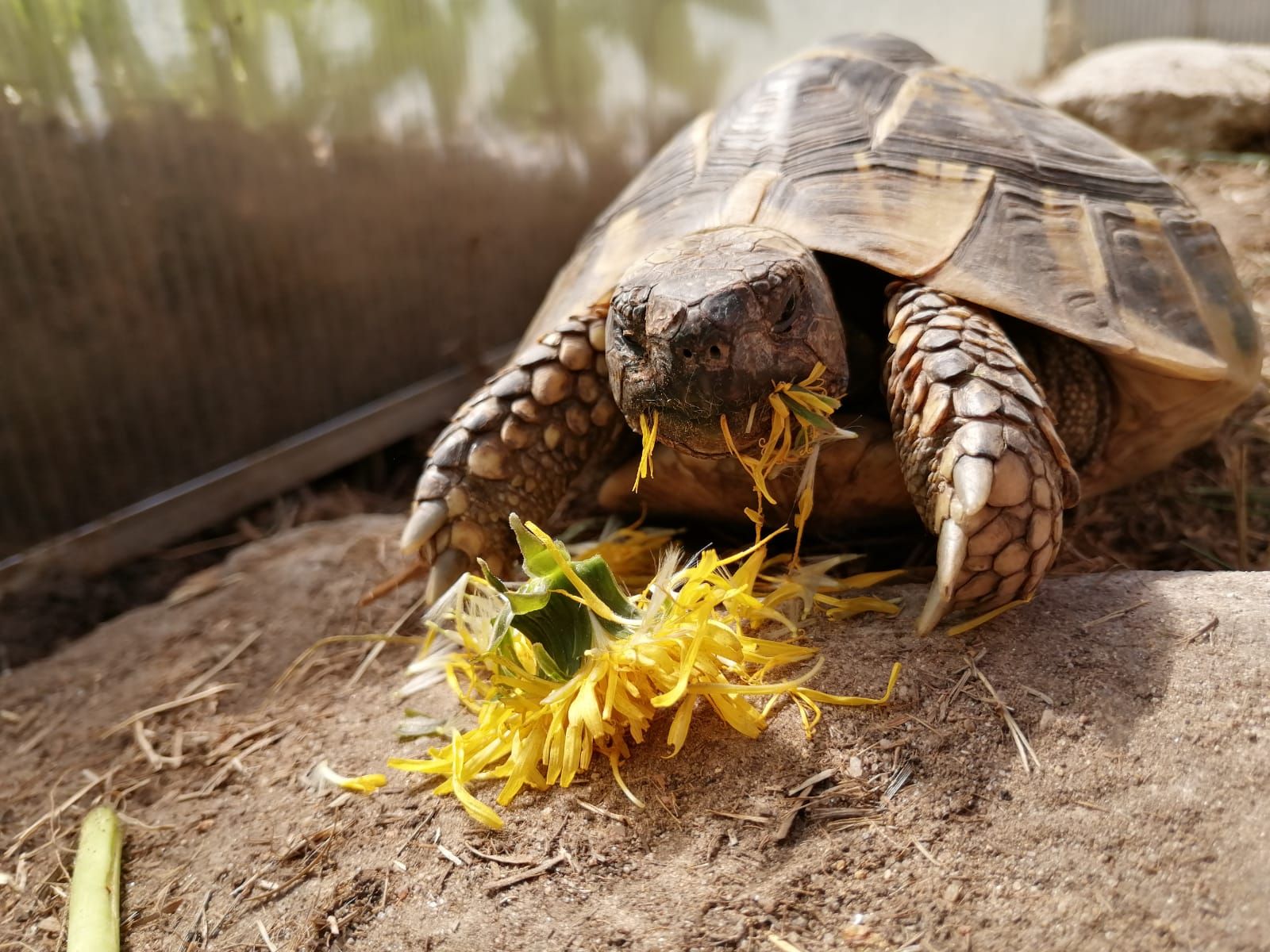 Leo liebt Löwenzahn - oder ein Schildkrötenfressanfall