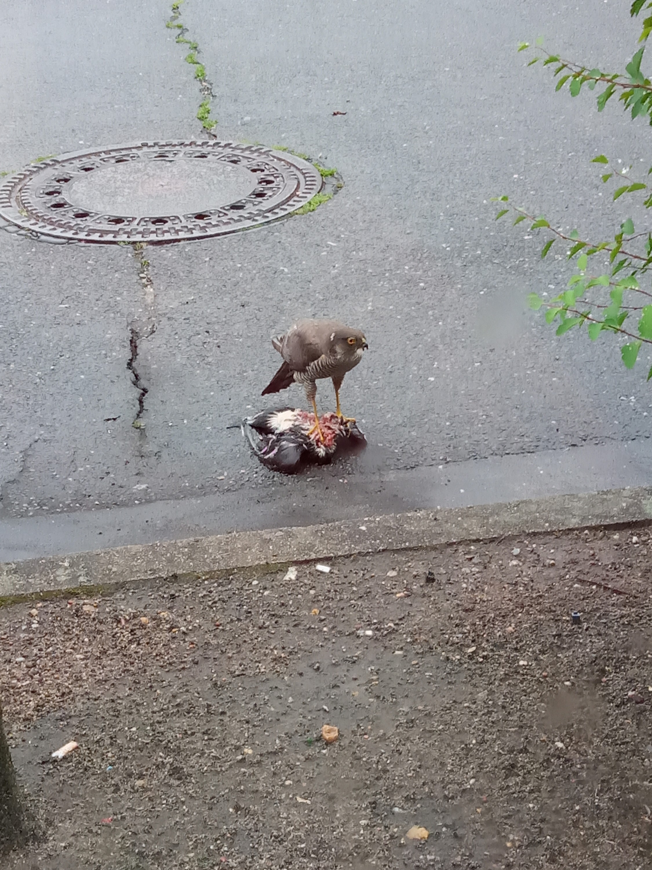 Wanderfalke beim Abendessen vor dem ALdi