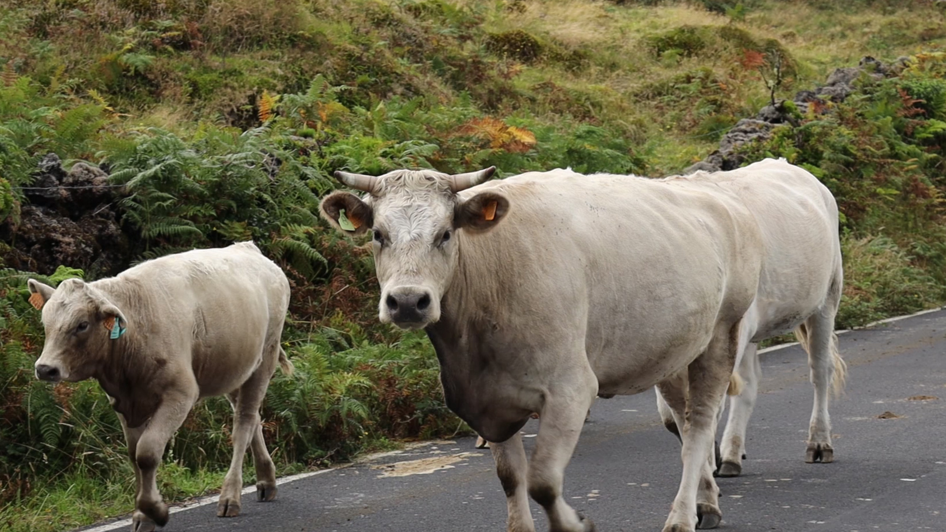 Kühe im Hochland auf Pico