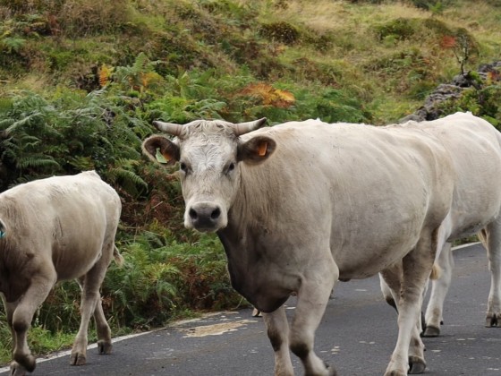 Kühe im Hochland auf Pico