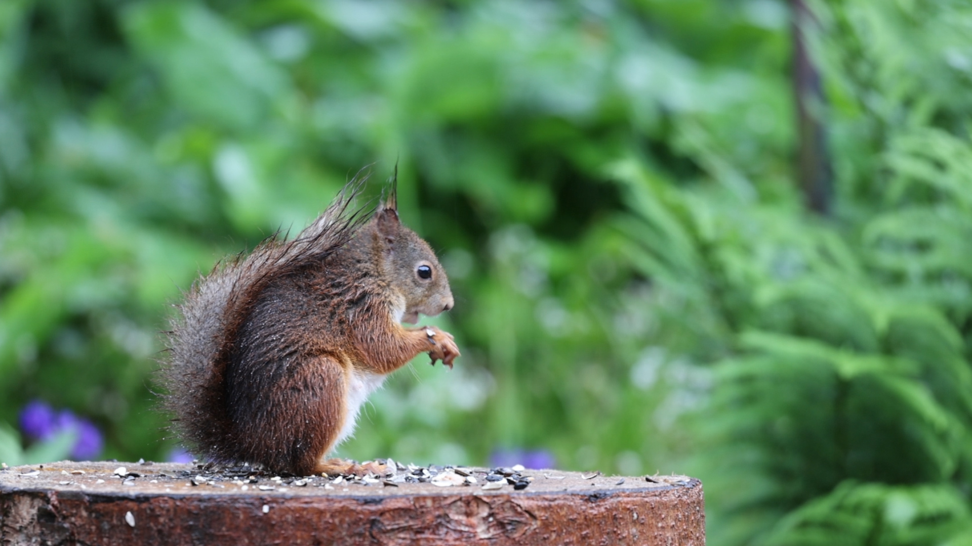 Eichhörnchen im Regen