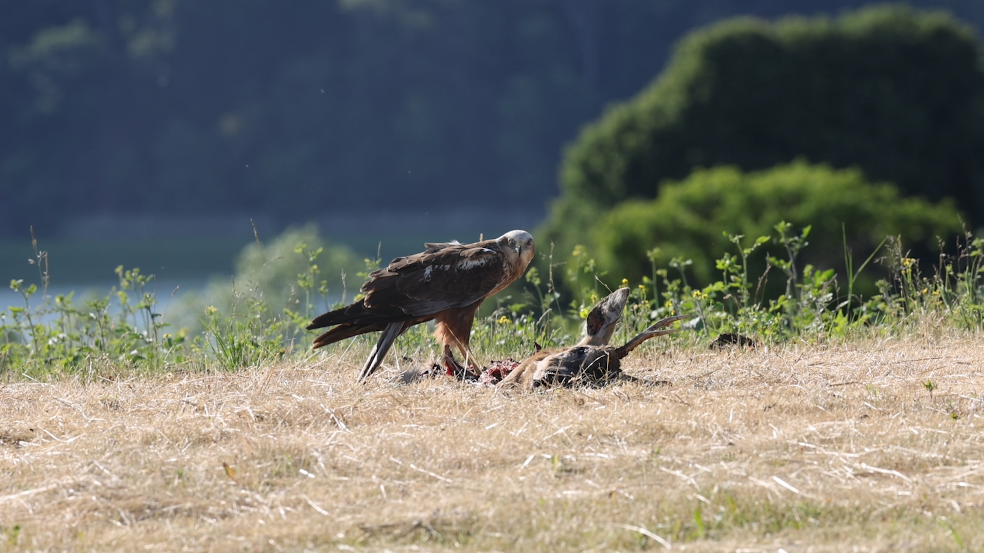 Rohrweihe in der Feldberger Seenlandschaft