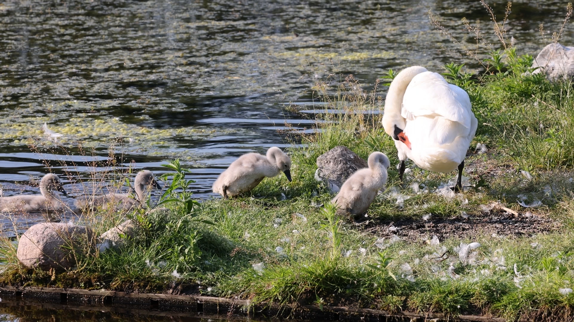 Schwanenfamilie