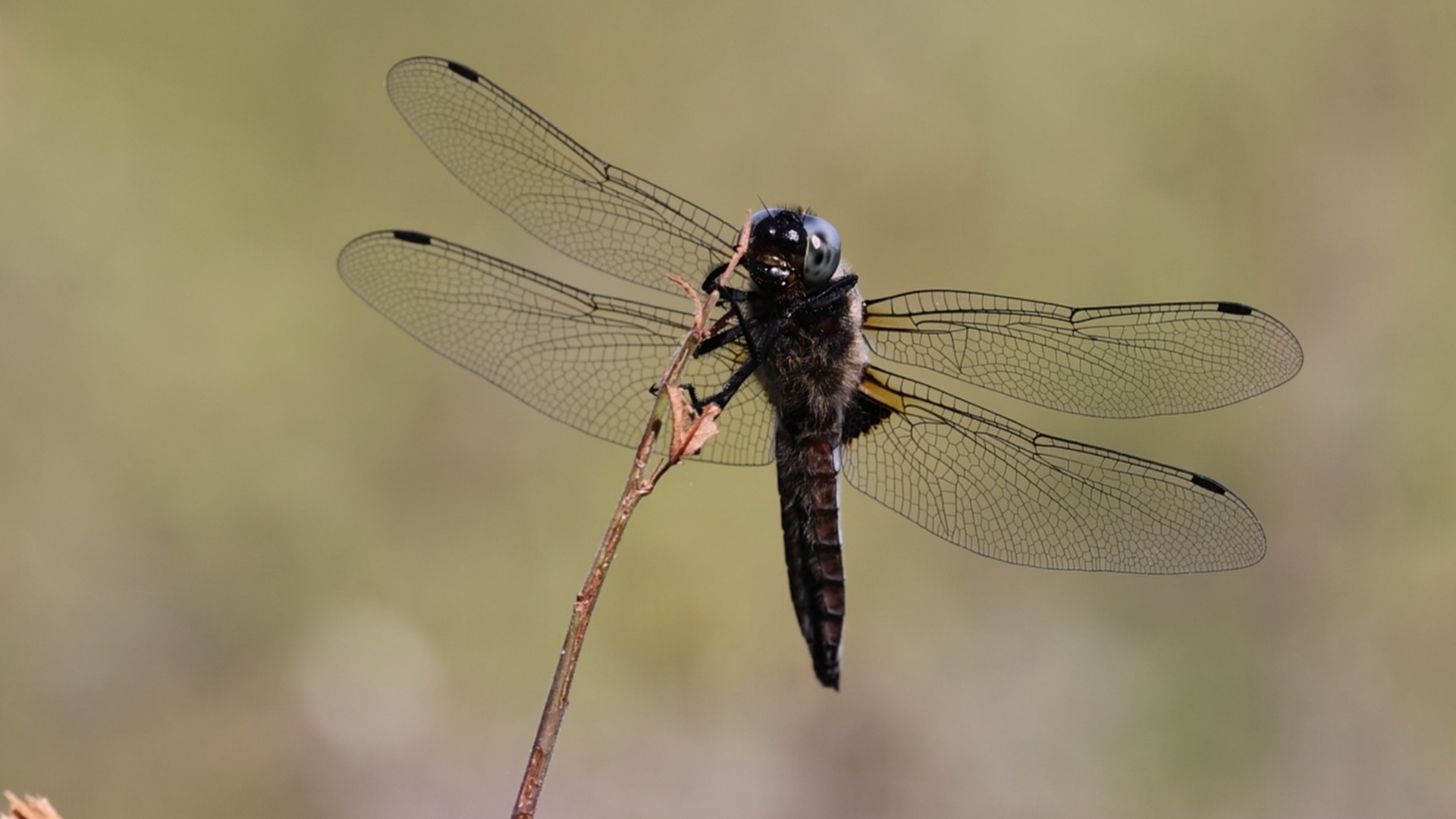 Libelle & Gespinstmotte