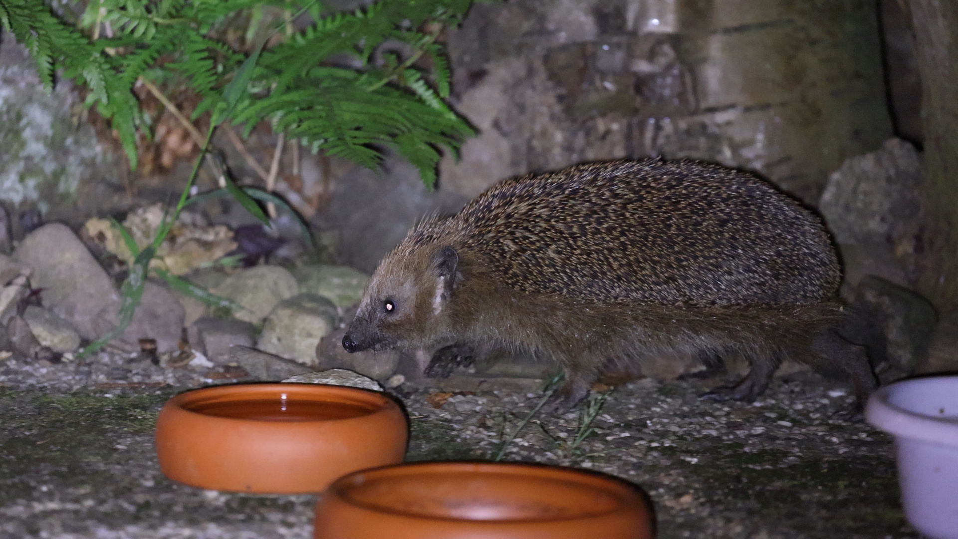 Igel im Garten