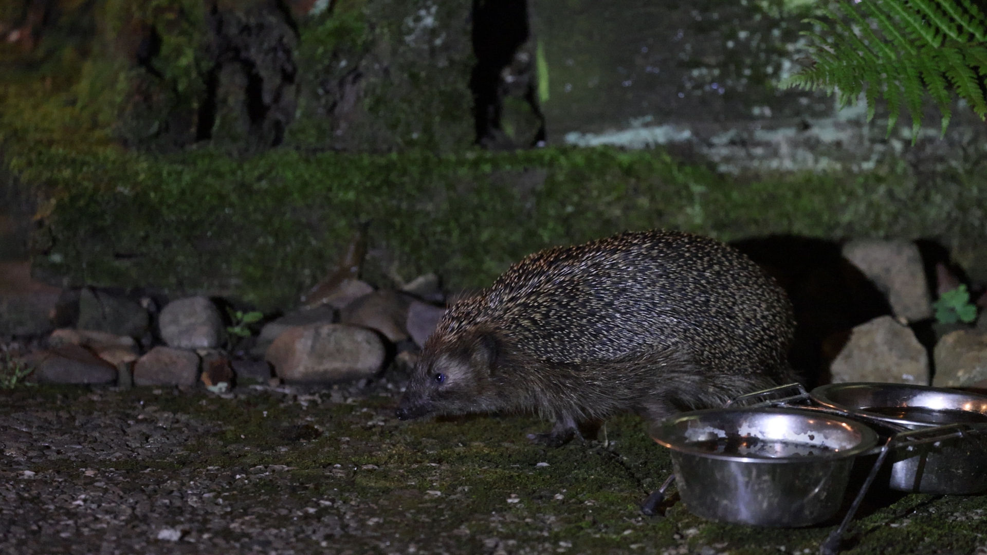 Igel am 21.8.21