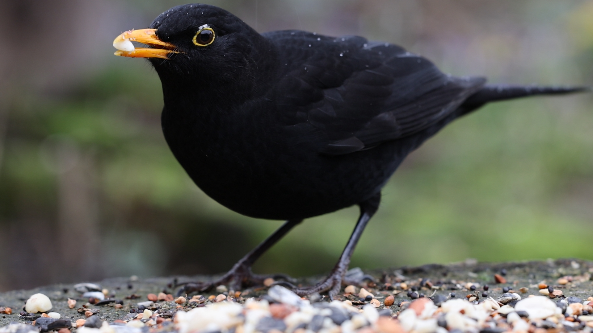 Amsel