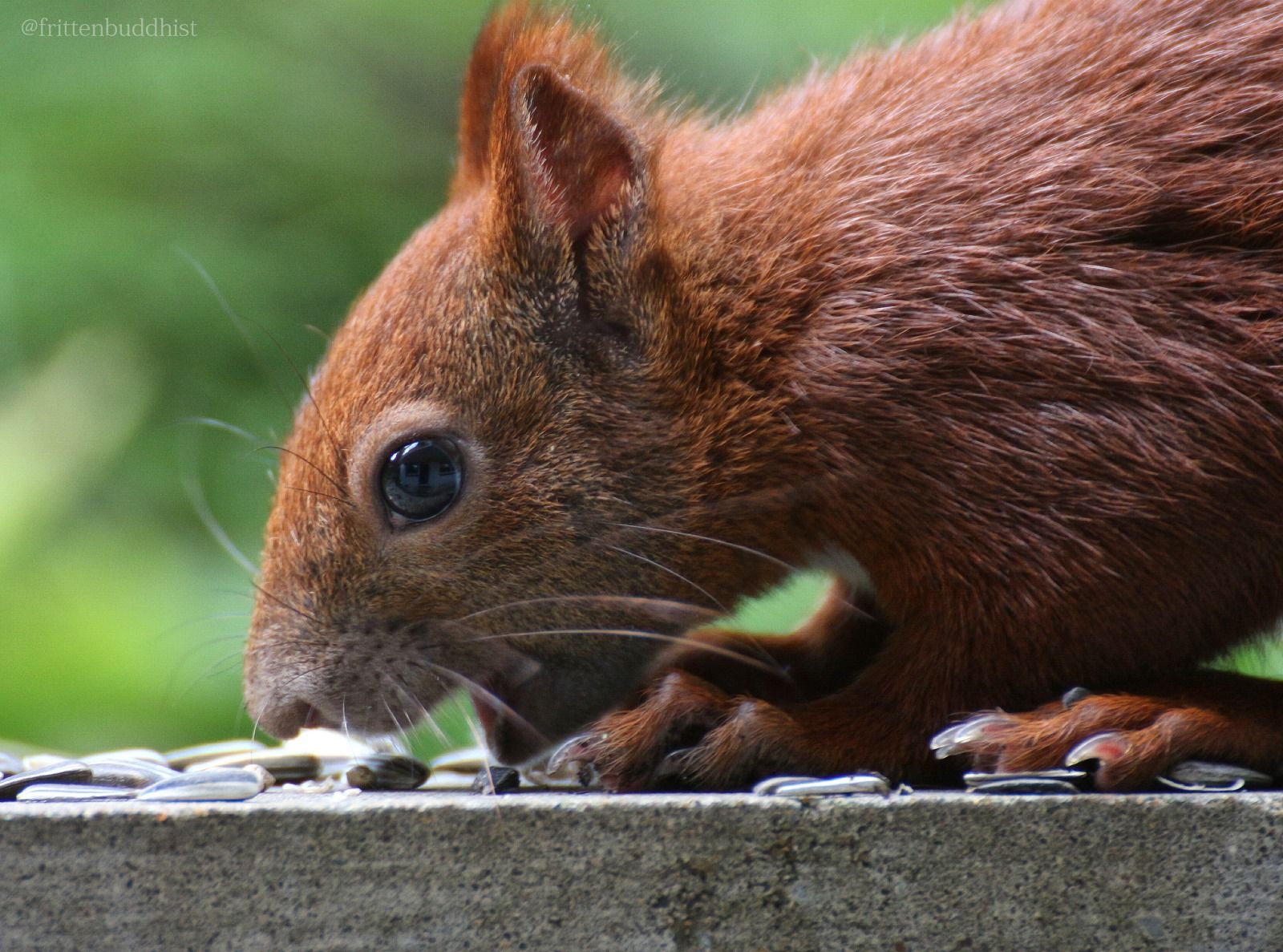 "Charlotte", unser Bürohörnchen