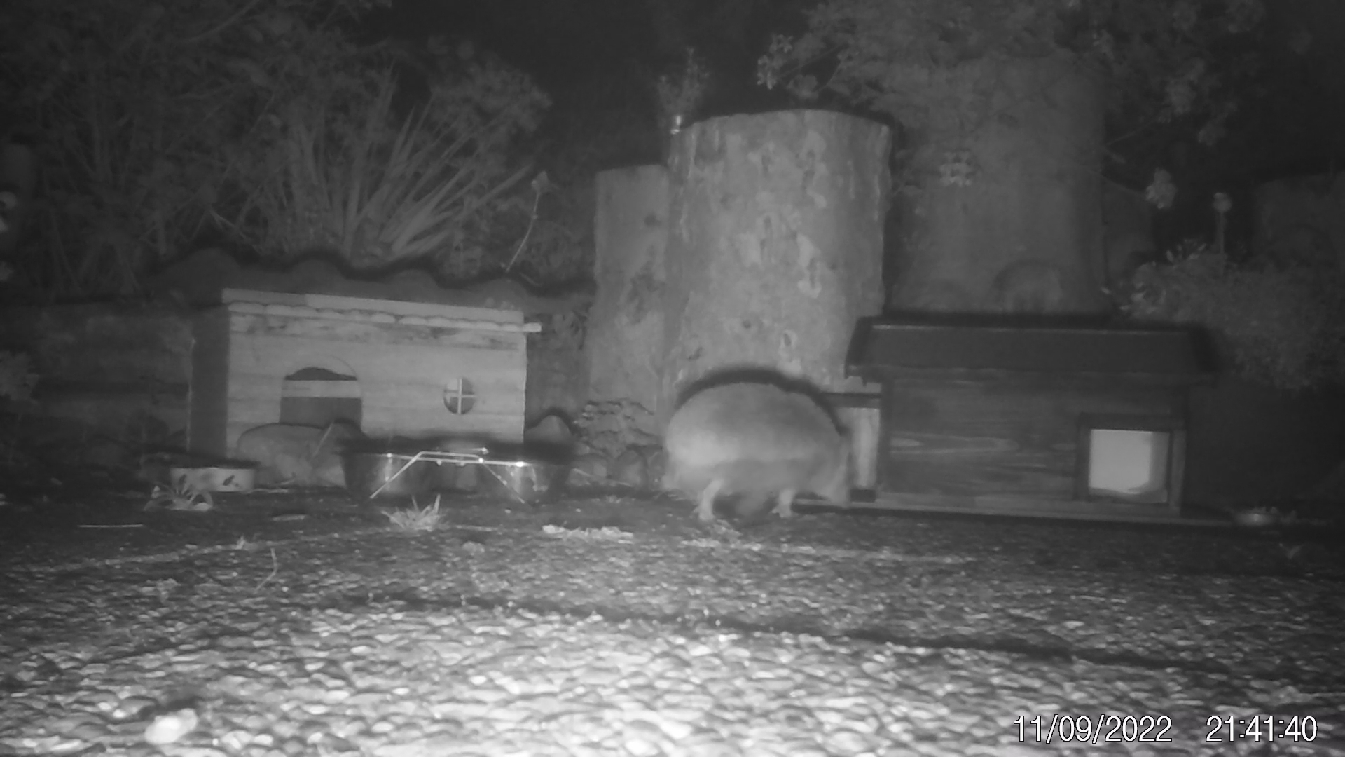 Igel mit der Secacam - Wildtierkamera aufgenommen