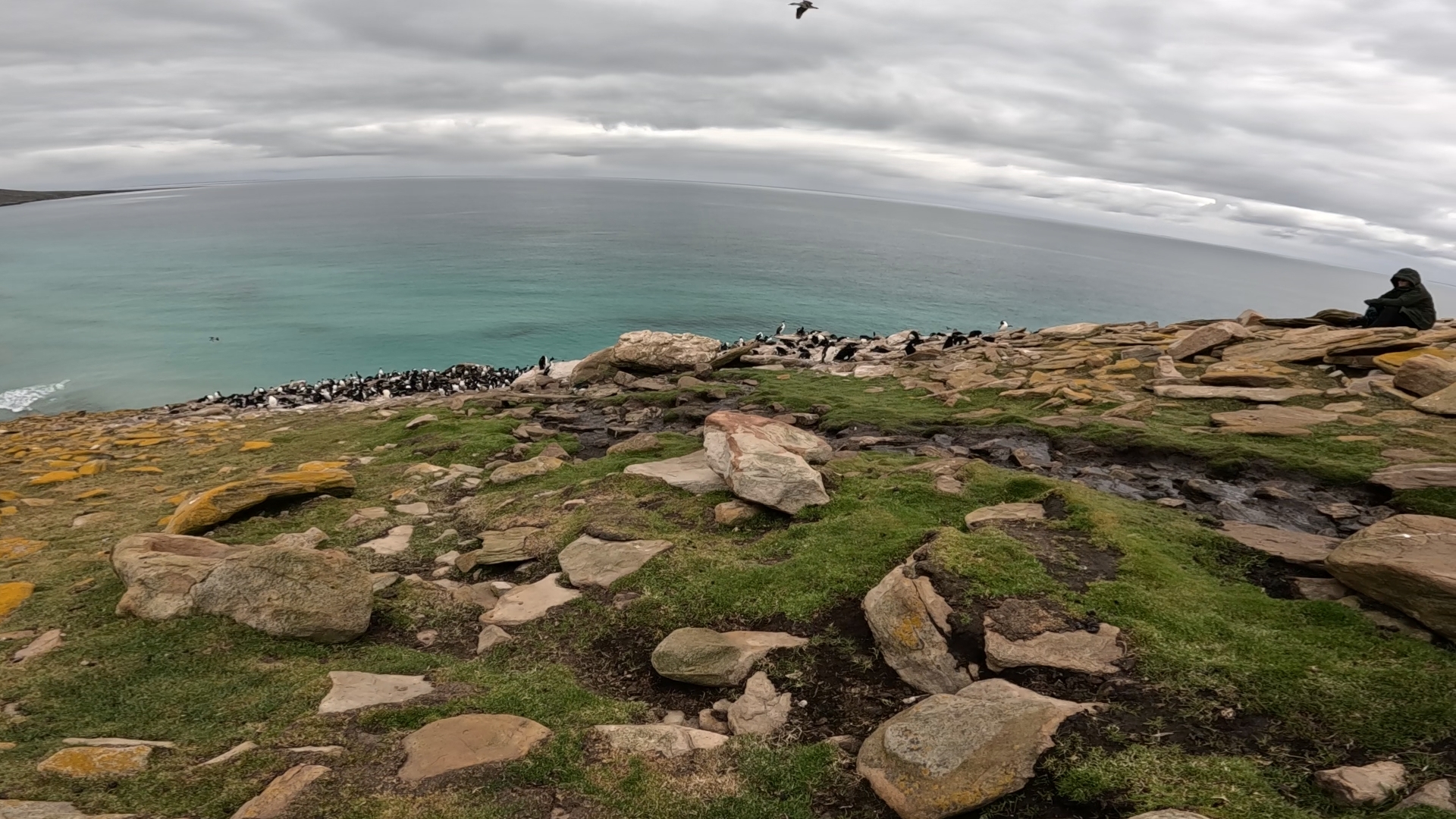 Rockhopper-Kolonie - Saunders Island