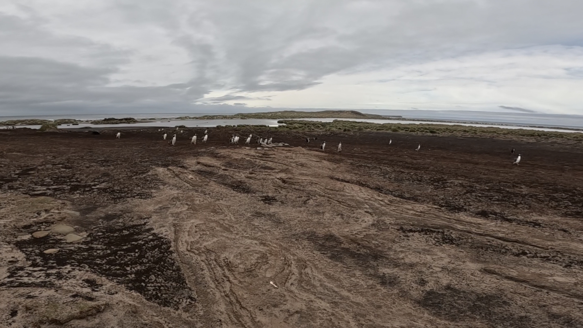 Eselspinguine auf Sea Lion Island