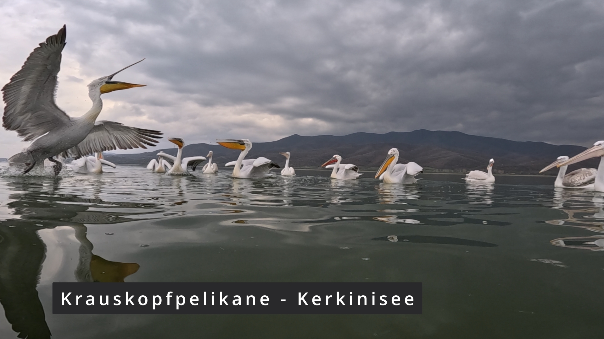 Pelikane - Kerkinisee