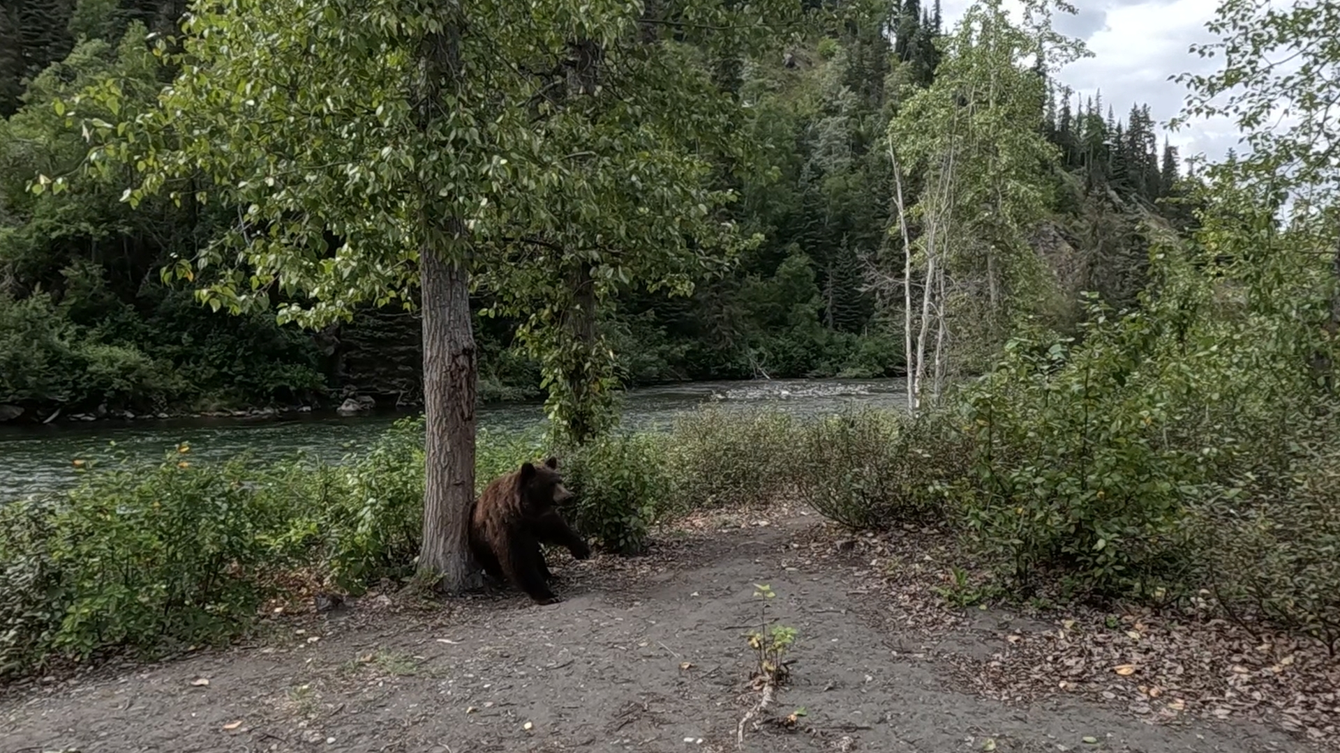 Grizzly am Nakina River