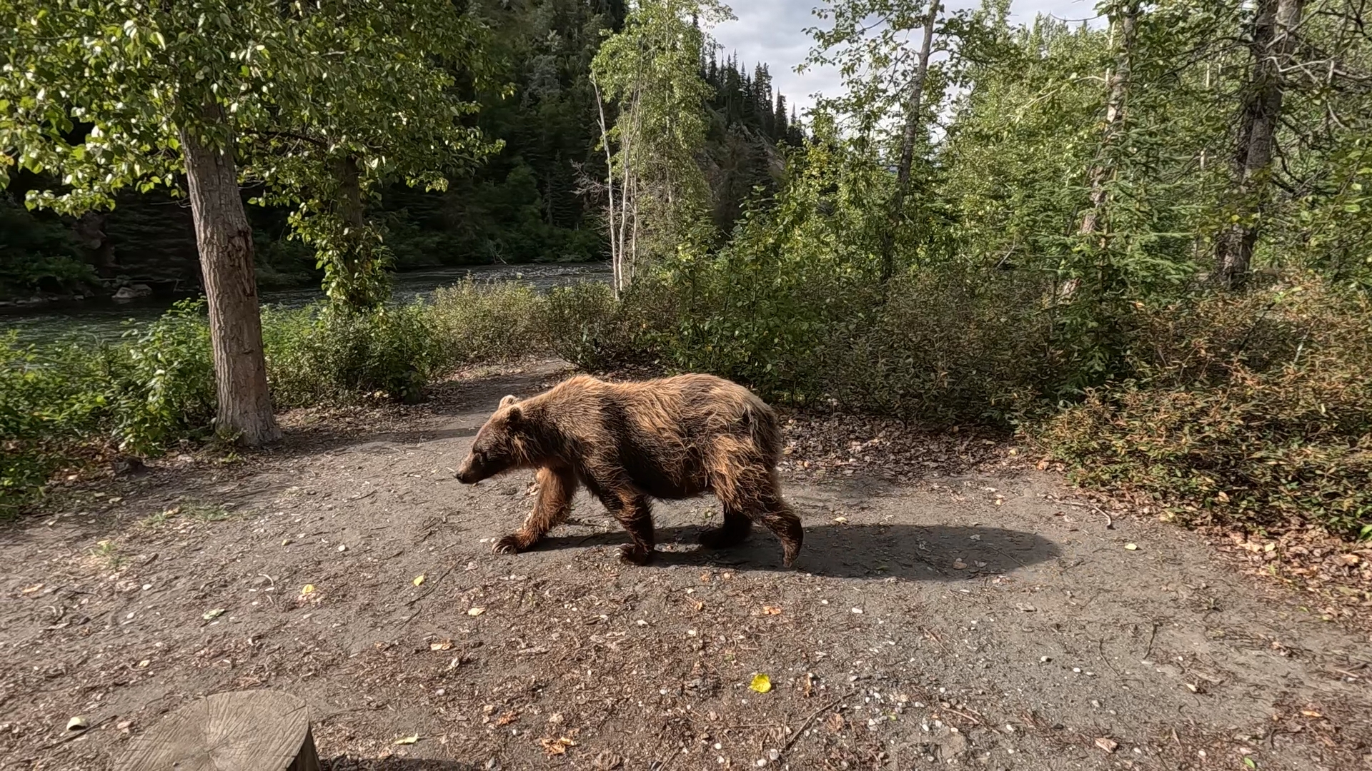 Grizzly am Nakina River BC