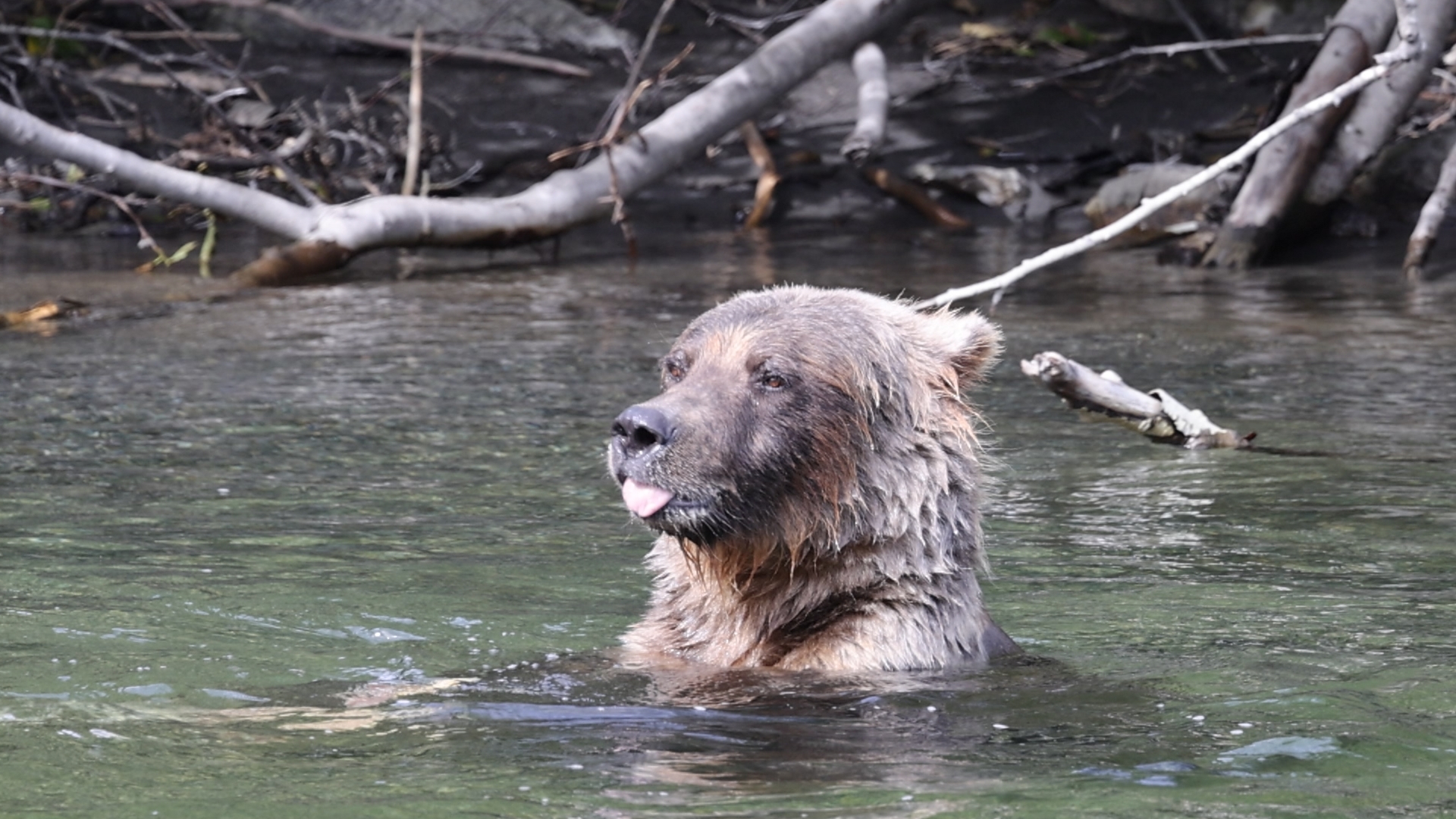 Grizzly futtert Lachs