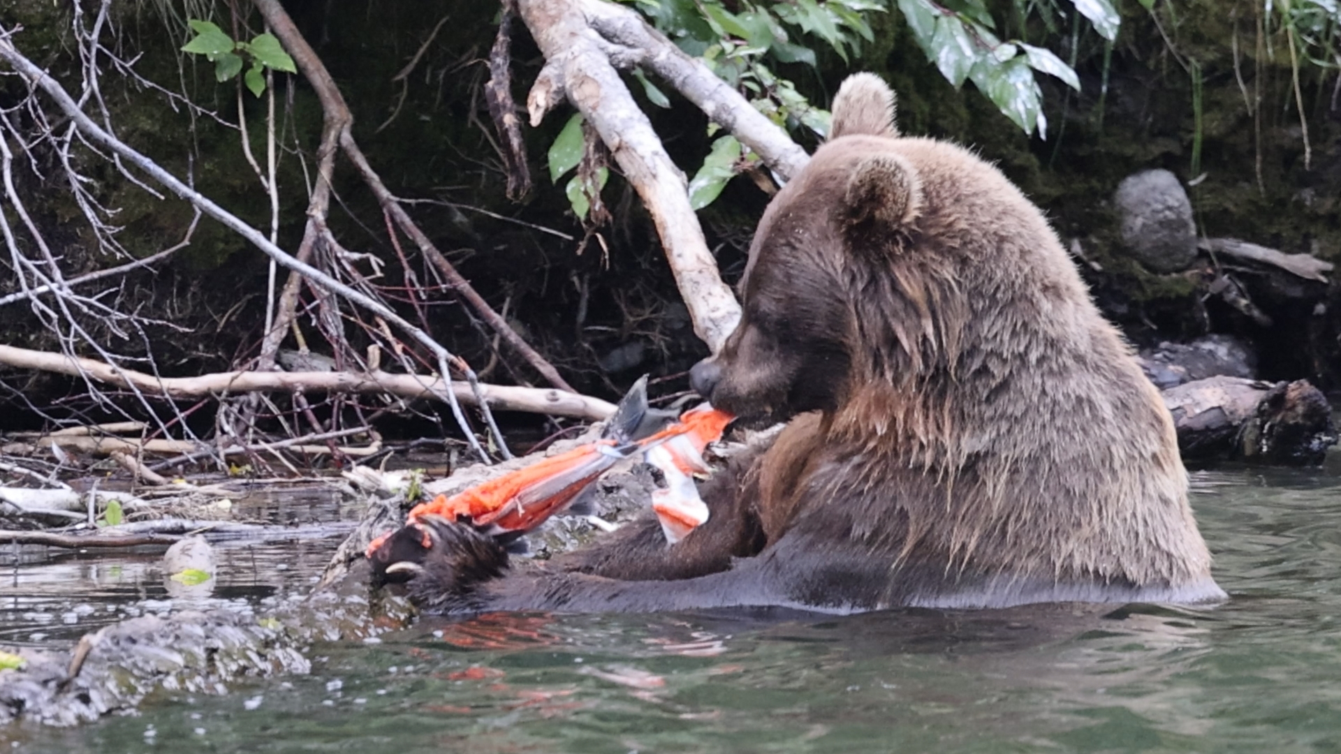 Grizzly am Nakina River 18.08.2024 II