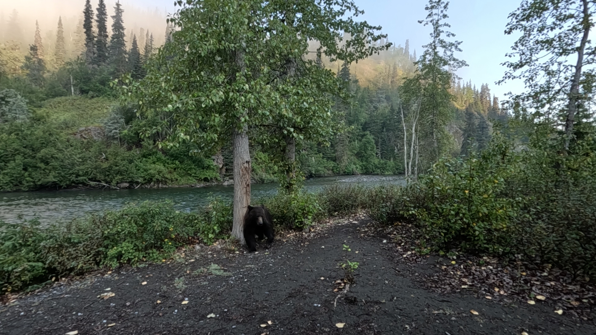 Grizzly am Nakina River - 21.08.24