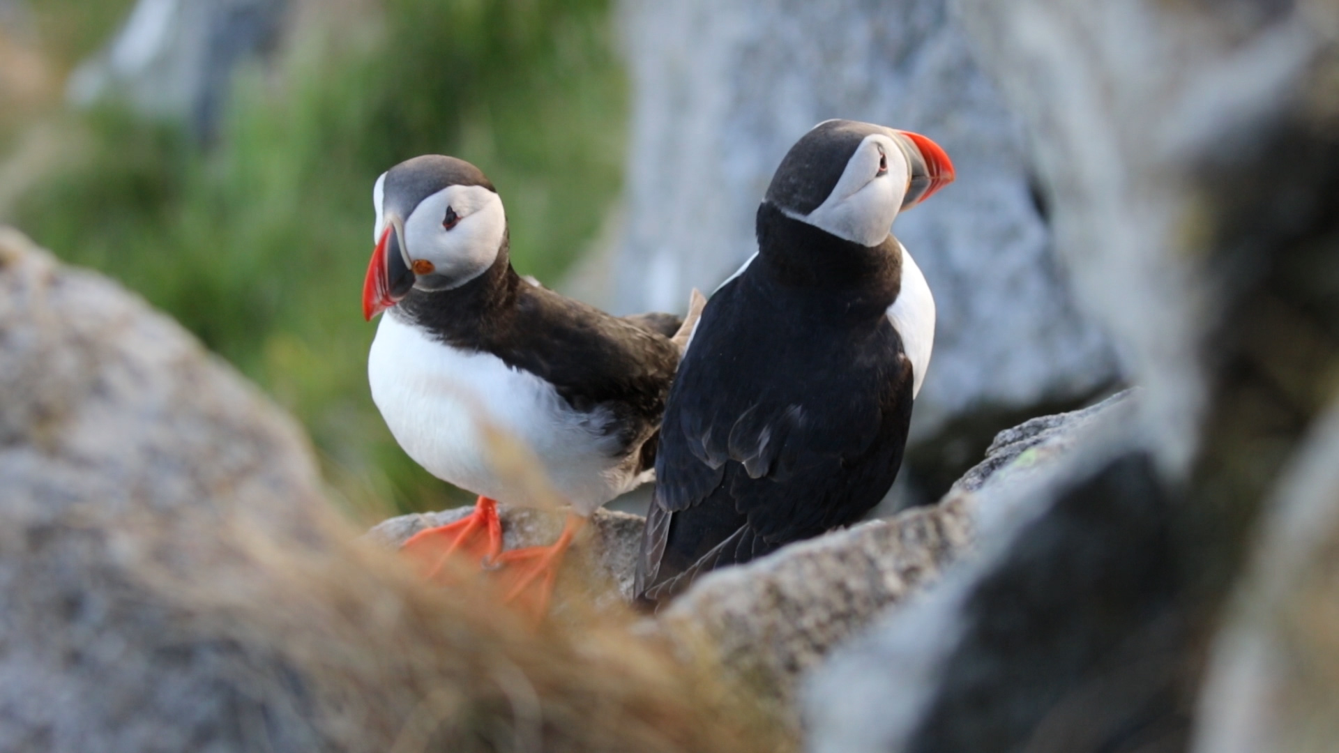 Norwegen 2018 _ Runde - Papageientaucher III