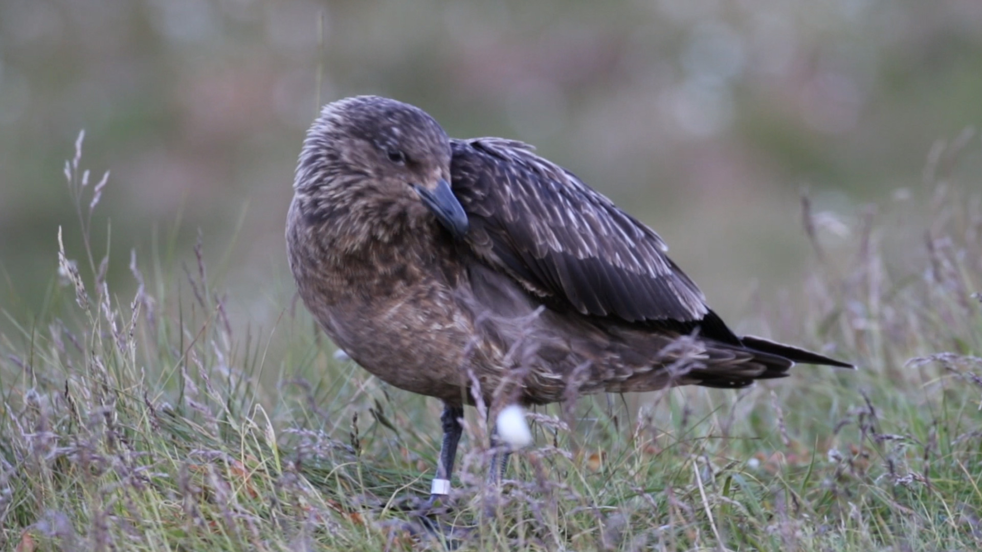 Norwegen 2018 - Große Raubmöwe (Skua) auf Runde