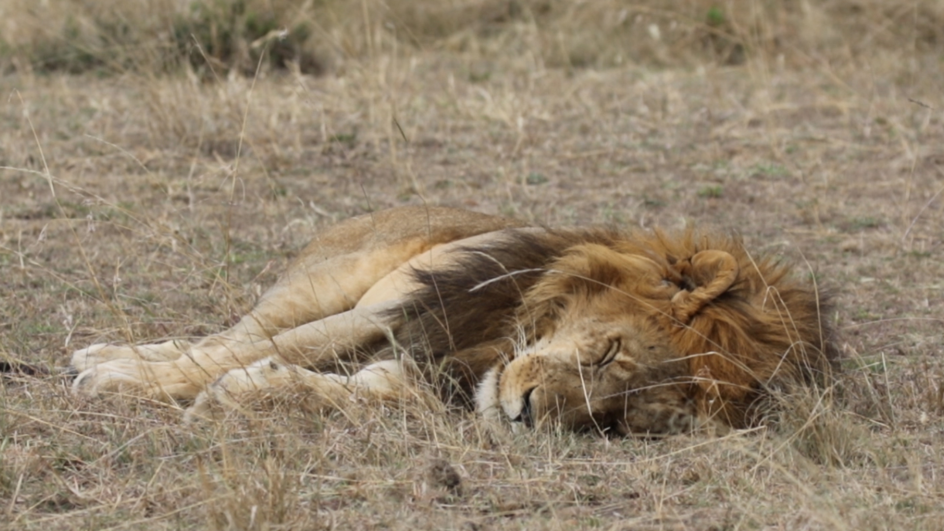 Sleeping Lion - schlafender Löwe