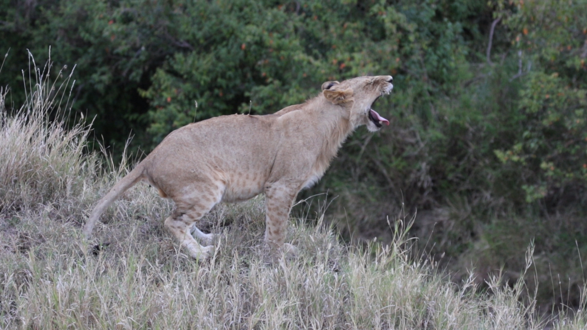 Löwen in der Masai Mara