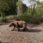 Grizzly am Nakina River BC