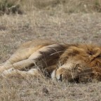 Sleeping Lion - schlafender Löwe