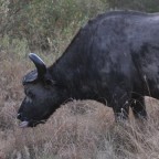 Masai Mara - Kaffernbüffel