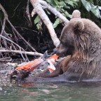 Grizzly am Nakina River 18.08.2024 II