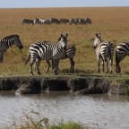 Masai Mara - Zebras am Fluss