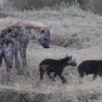 Masai Mara - Hyänen - Teil 1