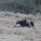 Masai Mara - Hyänen - Teil 2